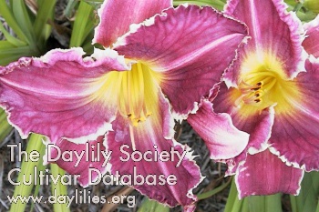 Daylily Fortune's Dearest